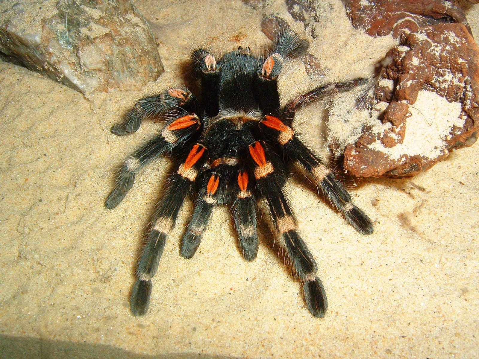 a black and orange spider standing on the sand