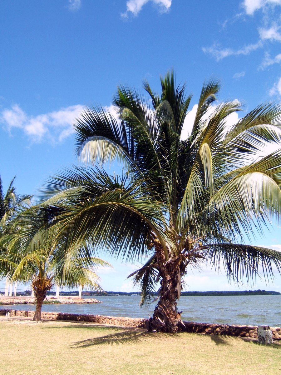 palm tree next to the ocean and sky