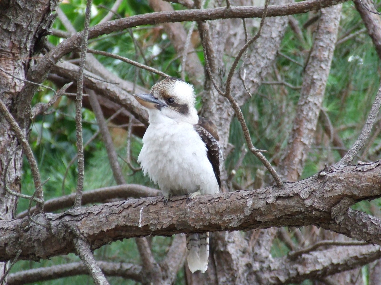 a small bird perched on top of a tree