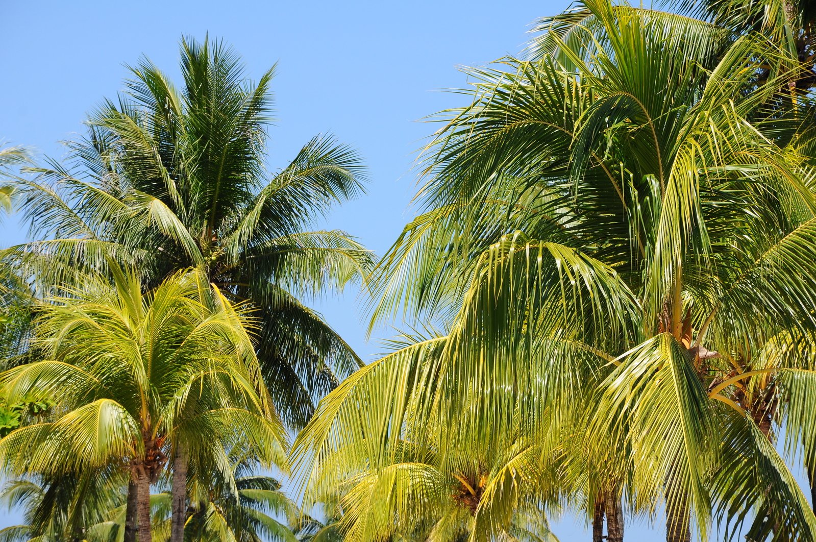 several trees are shown in the foreground and some blue sky