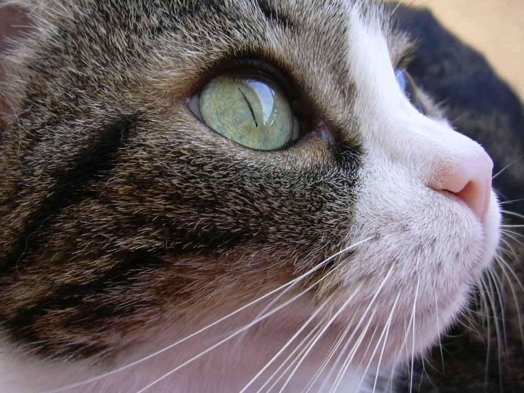 closeup of a cat's face with a green eyes