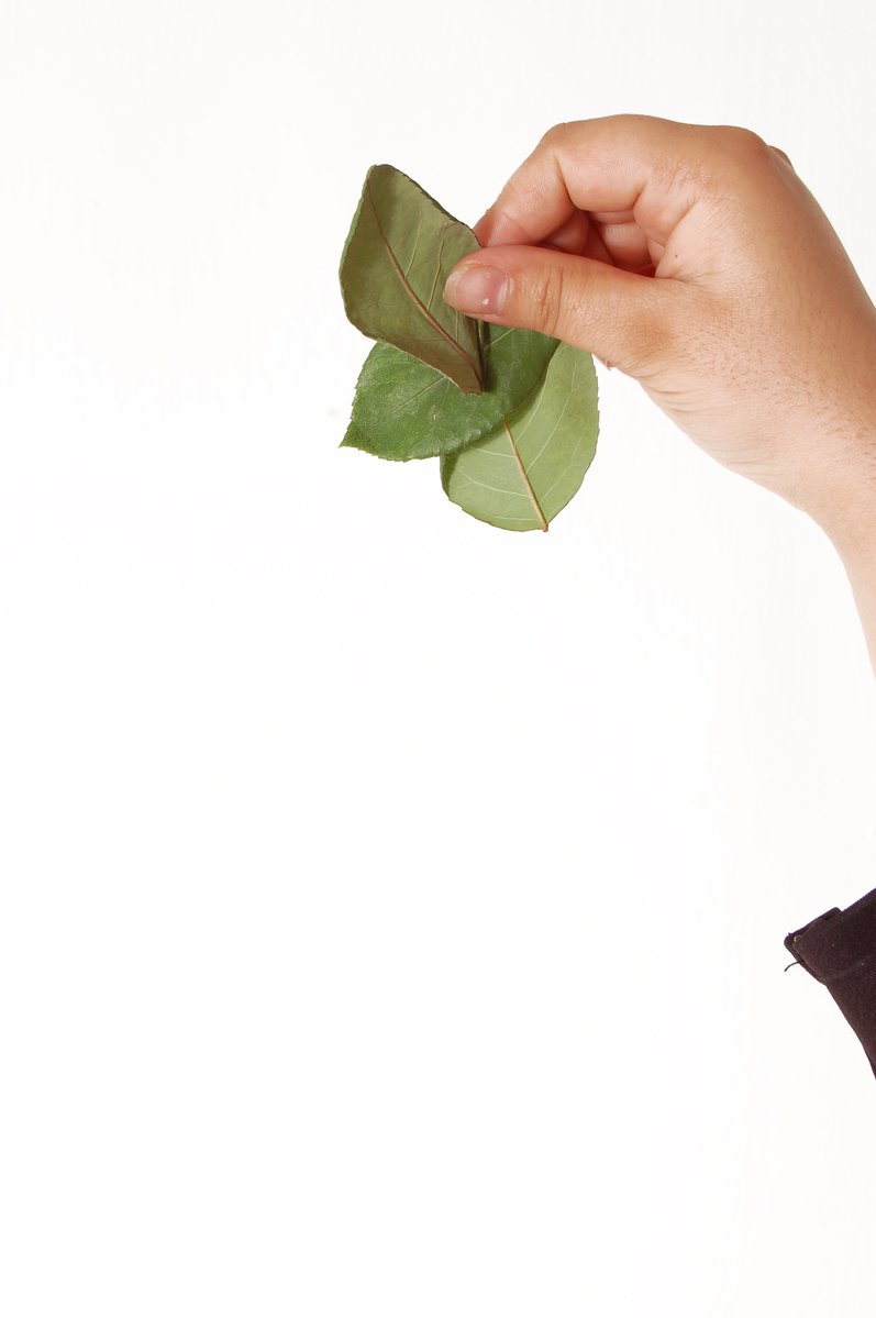 the person is holding the green leaf in the air