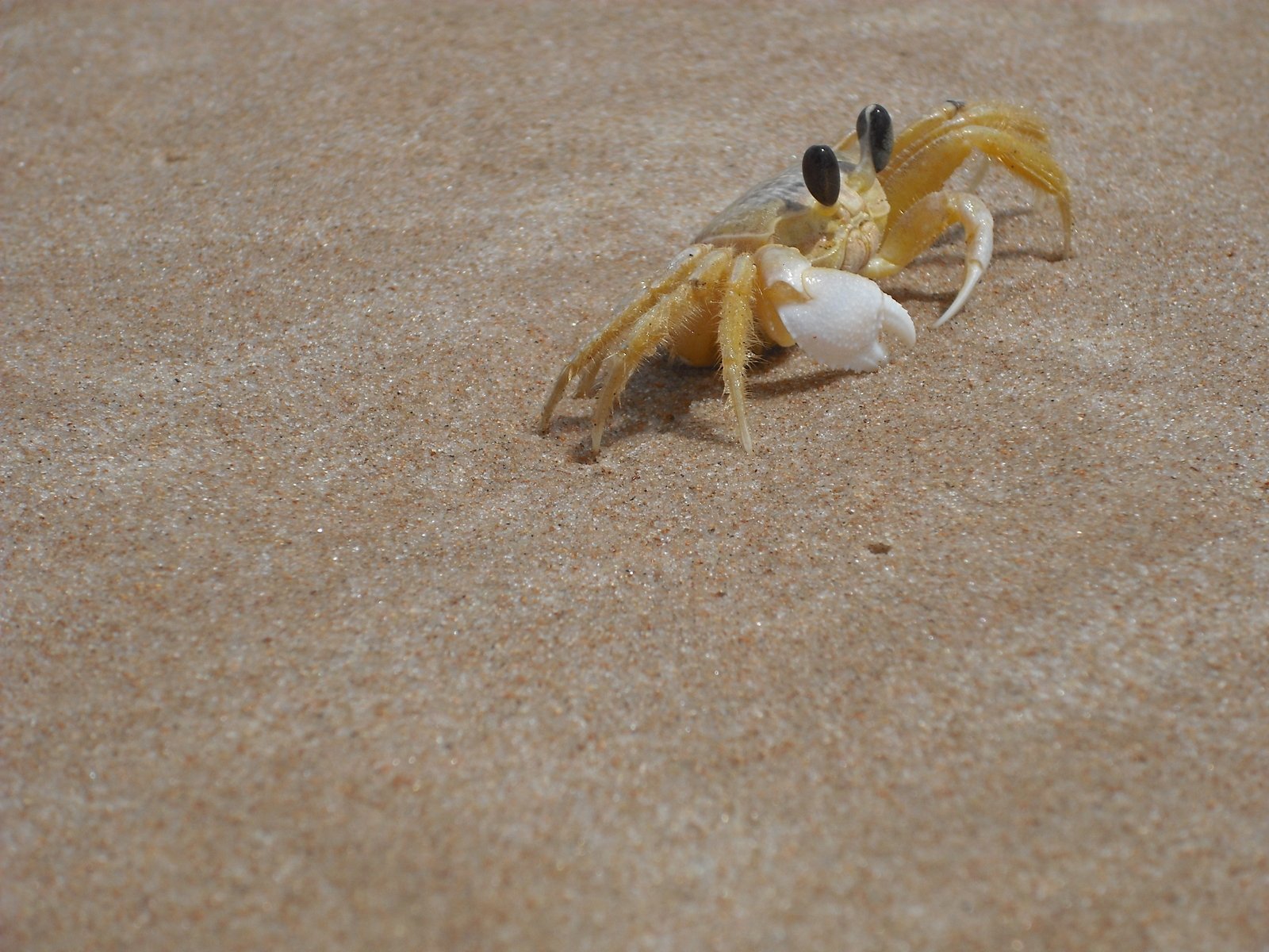 a small crab on the sand eating a meal