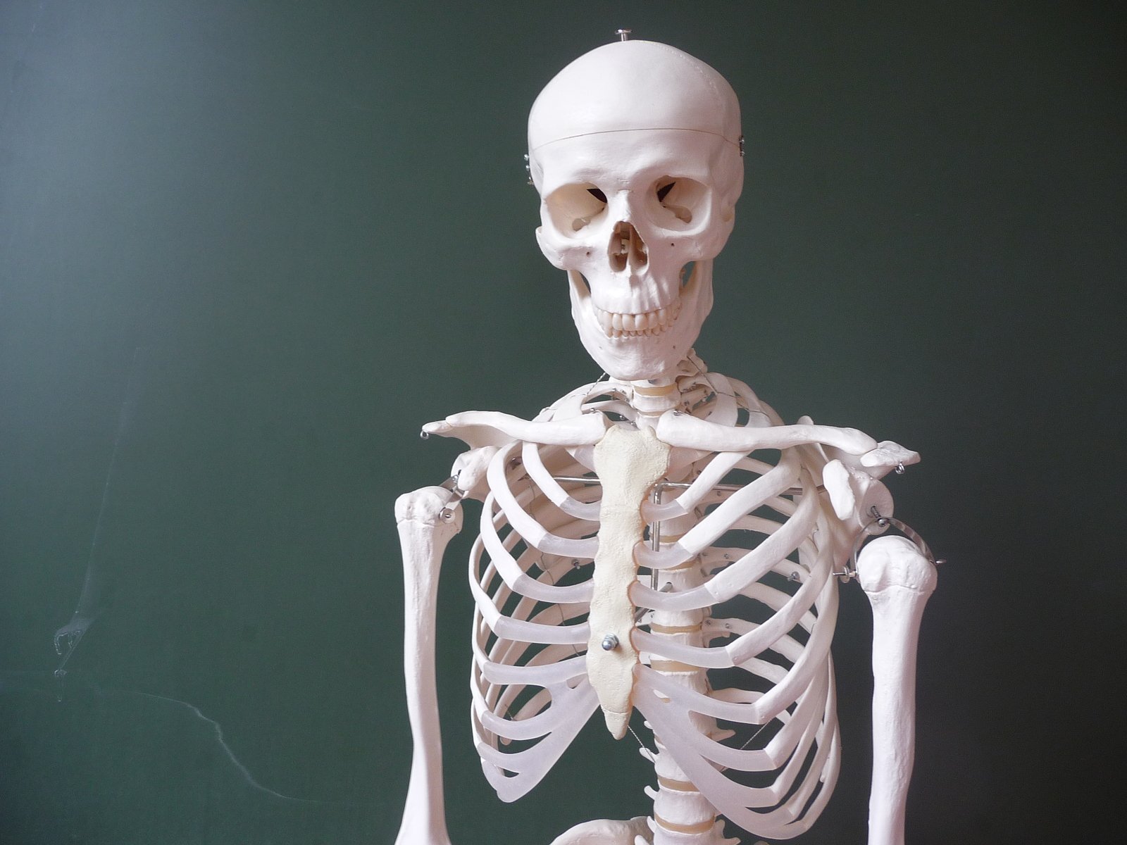 a fake skeleton with the rib cage raised