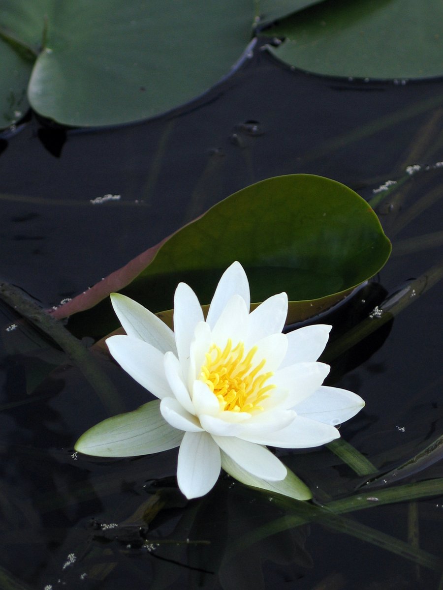 white water lily in pond surrounded by leaves