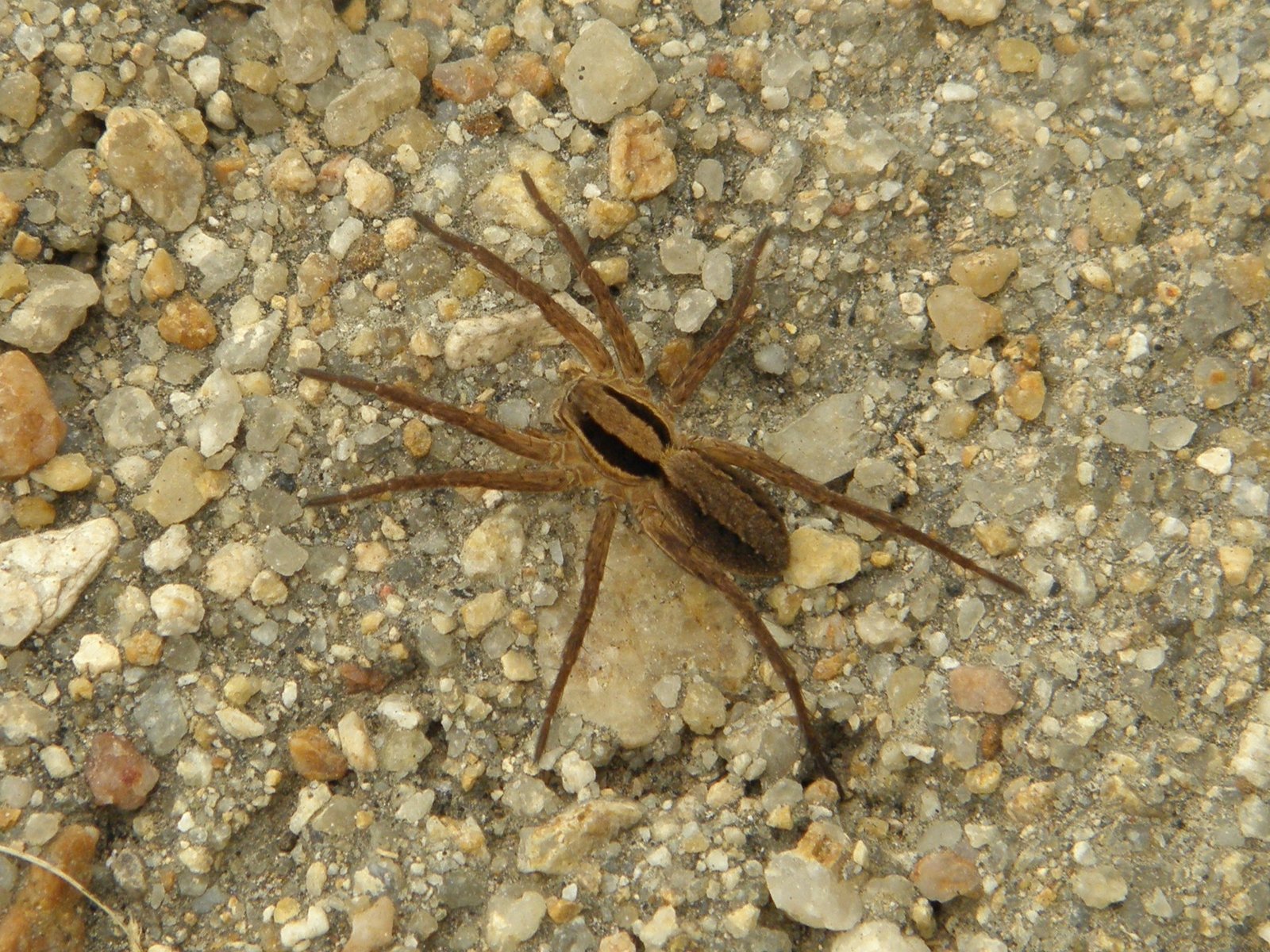 this spider is standing on the ground on its back legs