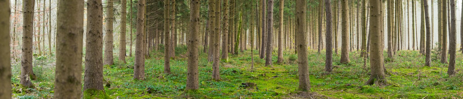 a view into a wooded area with tall trees