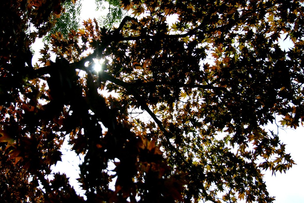 a view of the treetops through the leaves