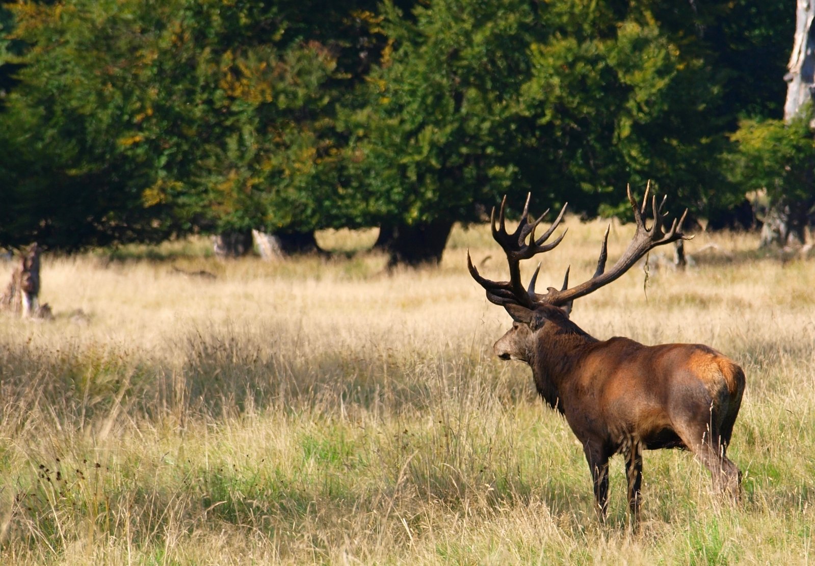 a large brown deer standing in a dry grass field