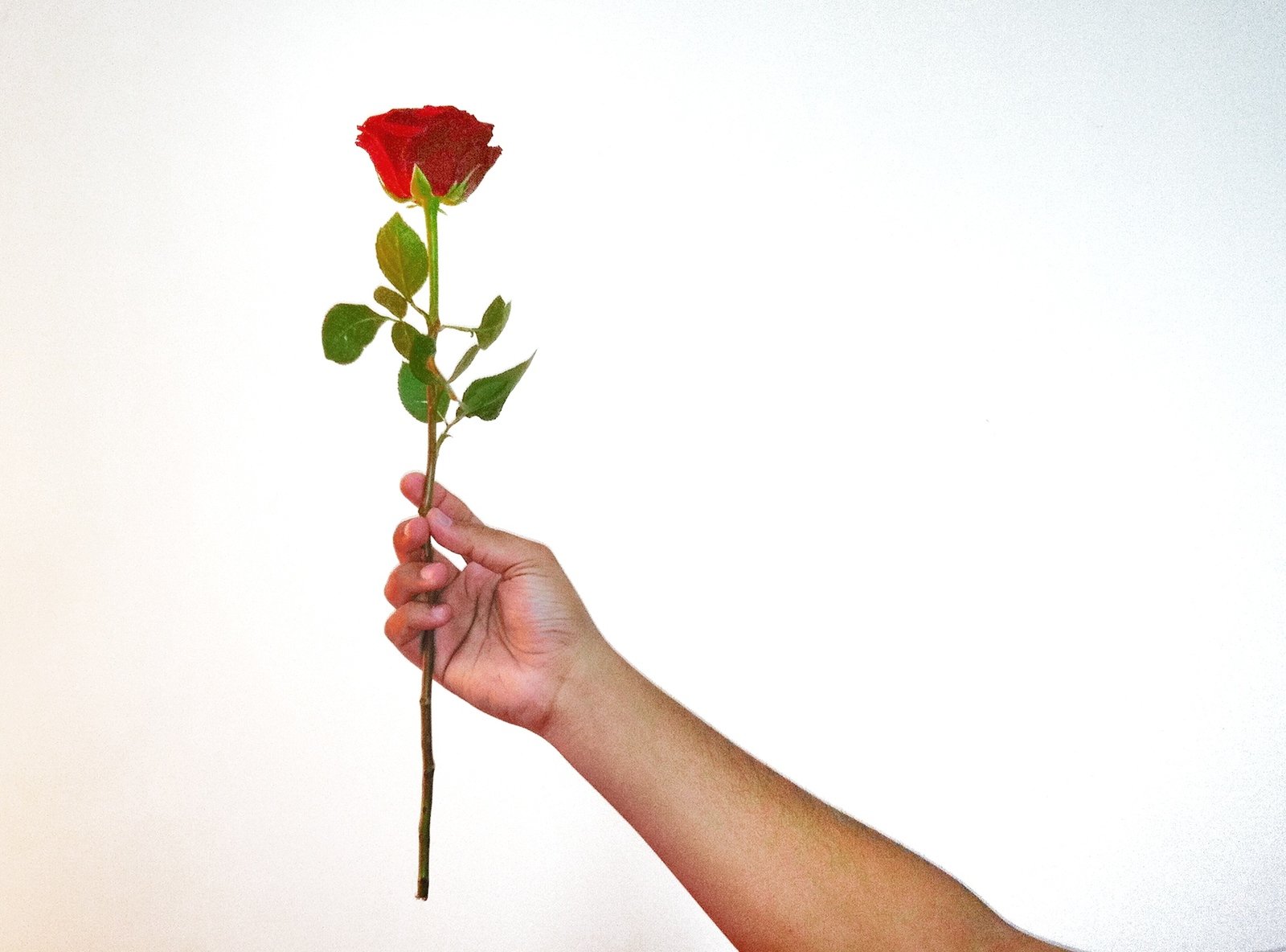 a person holds up a red flower against a white background