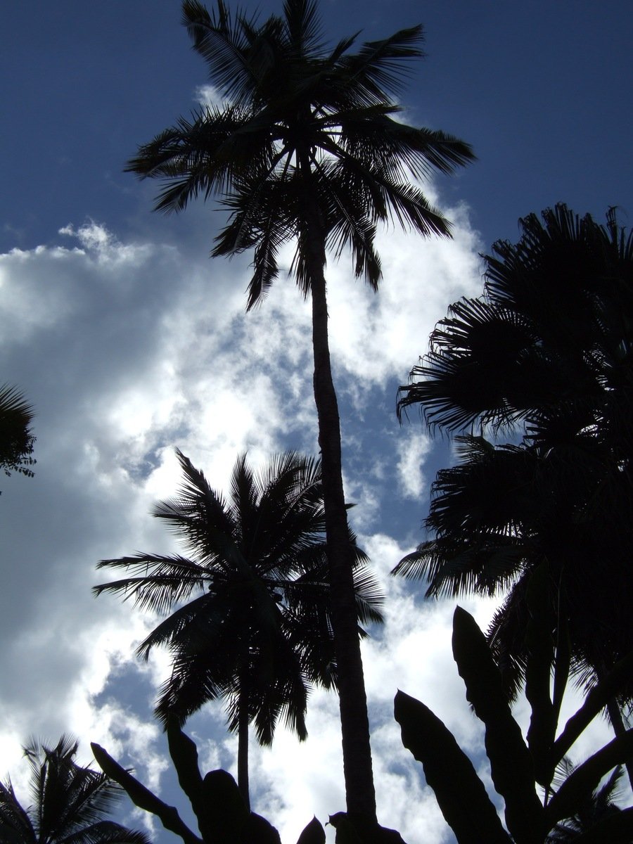 silhouette of a palm tree and clouds in the sky