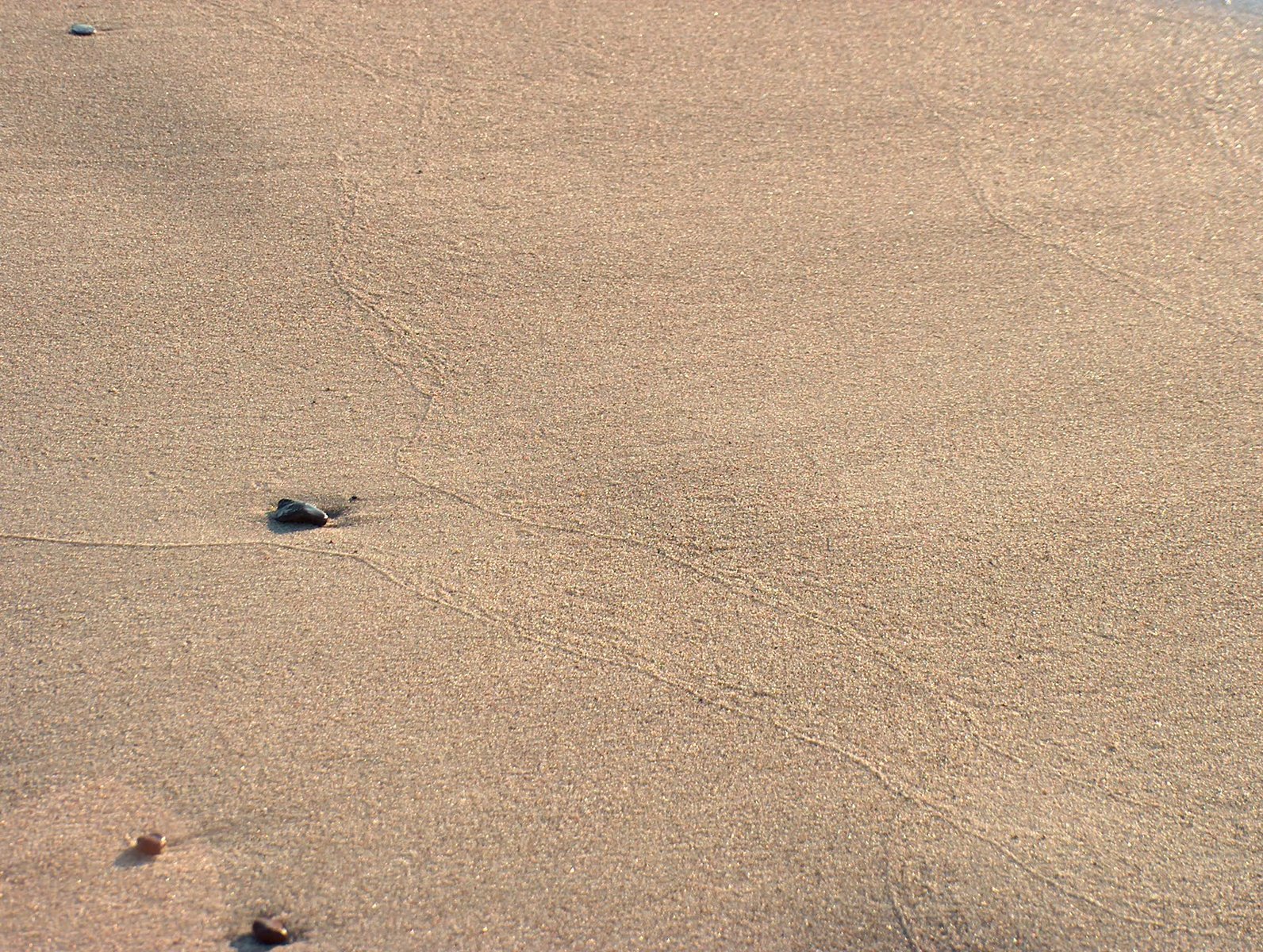 a dog stands in the sand as a man walks down the beach