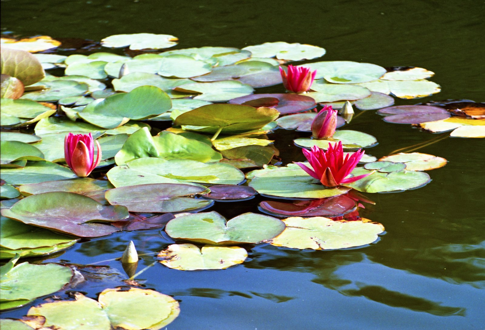 a group of waterlilies sitting on top of a body of water