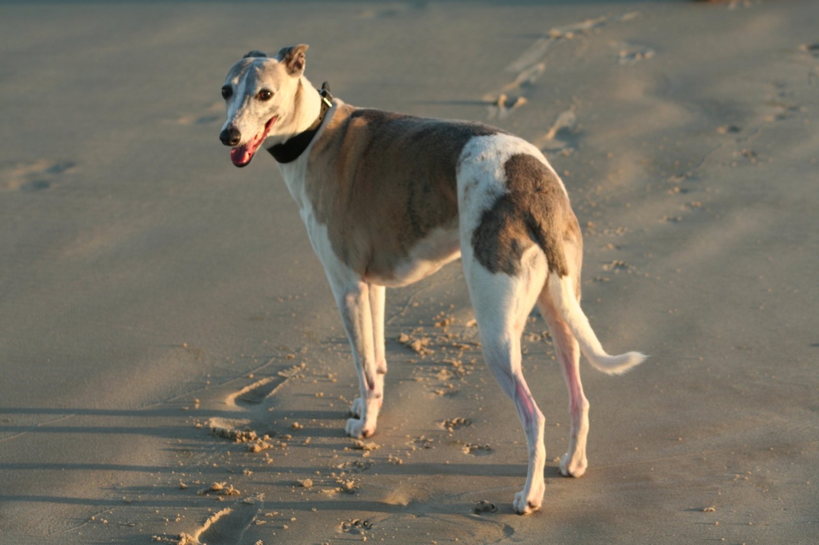 a dog standing in the middle of a sandy beach