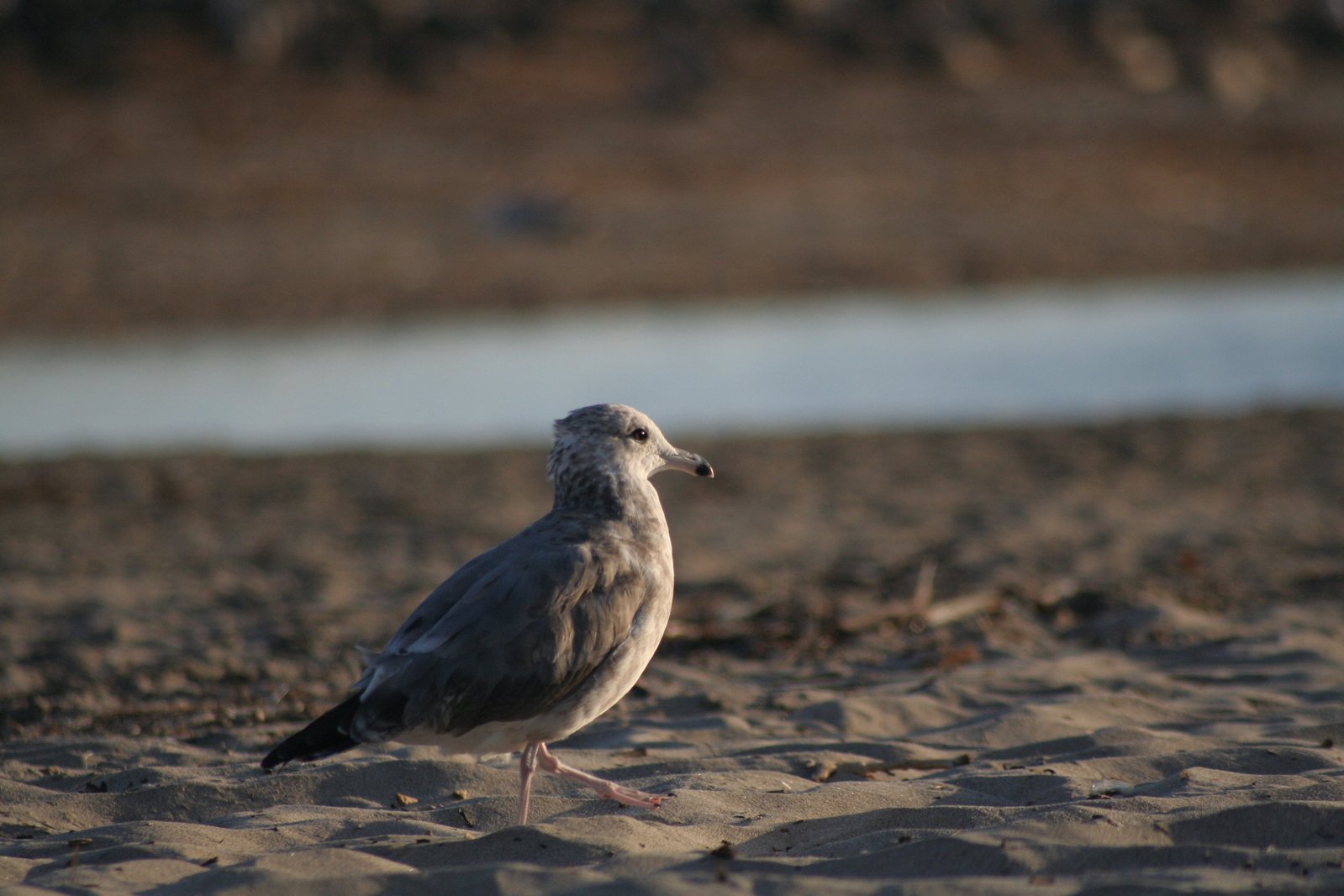 a small gray and black bird walking across a sandy area