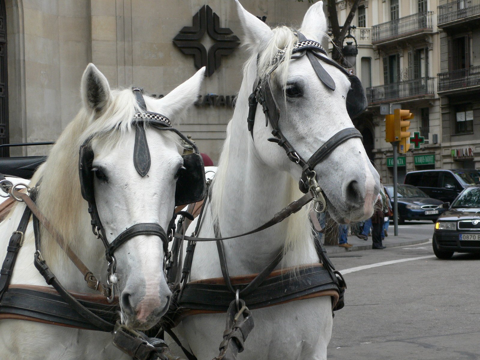 two white horses are standing near a traffic light