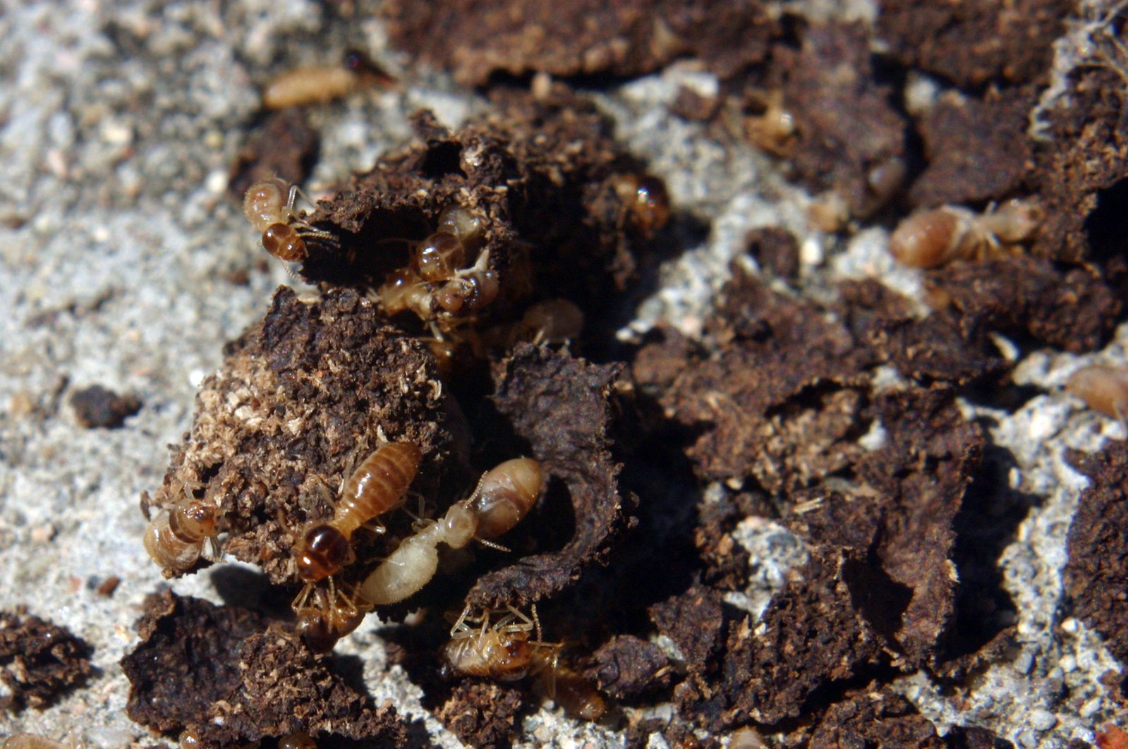 a small group of termites crawling on a white rock