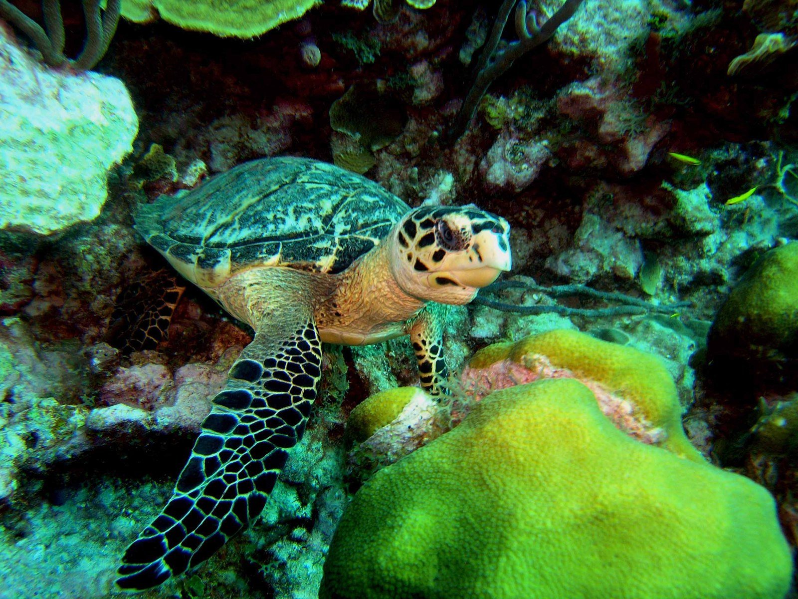 a sea turtle is in a coral reef