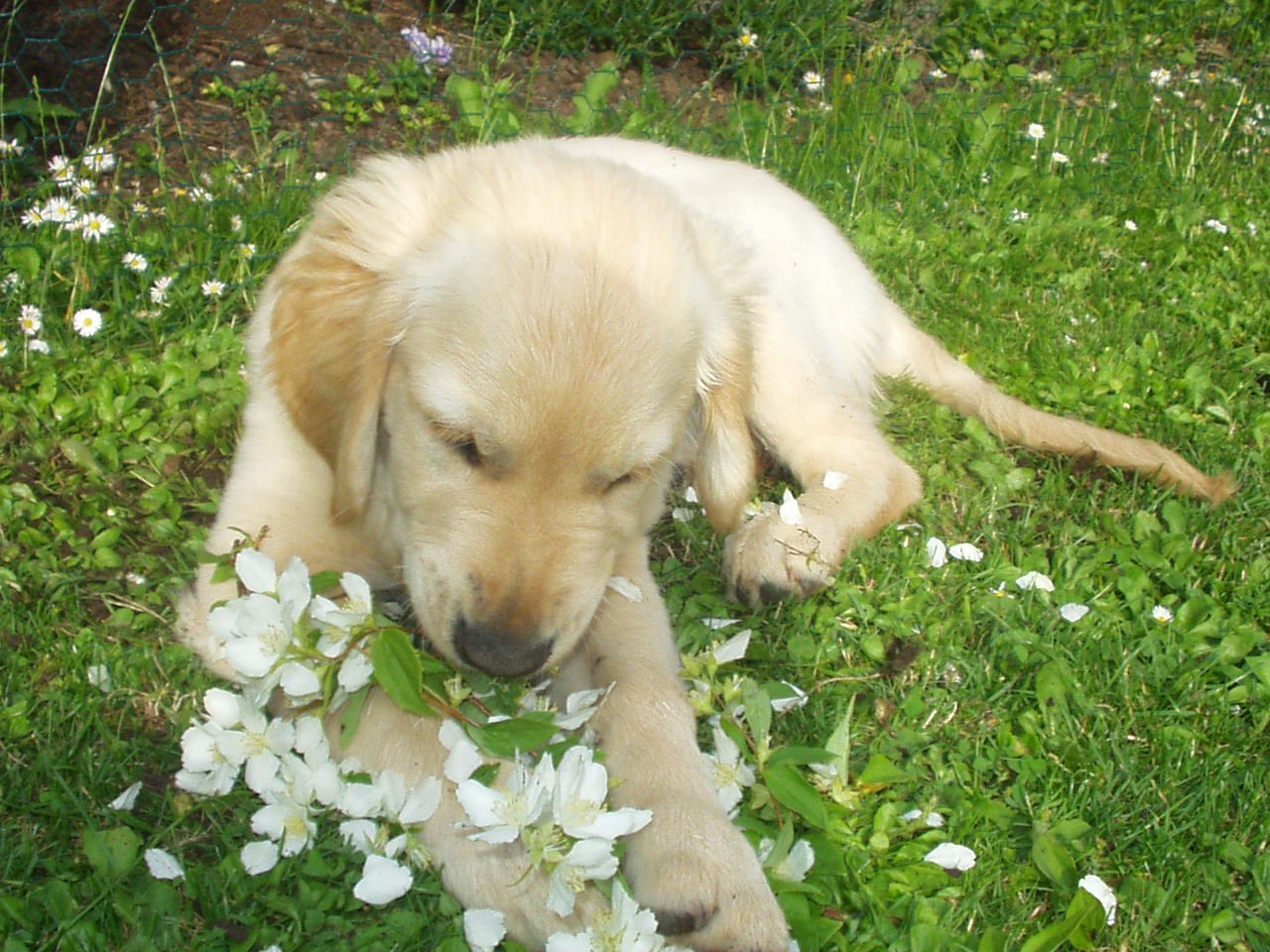 a white dog smelling some flowers in the grass