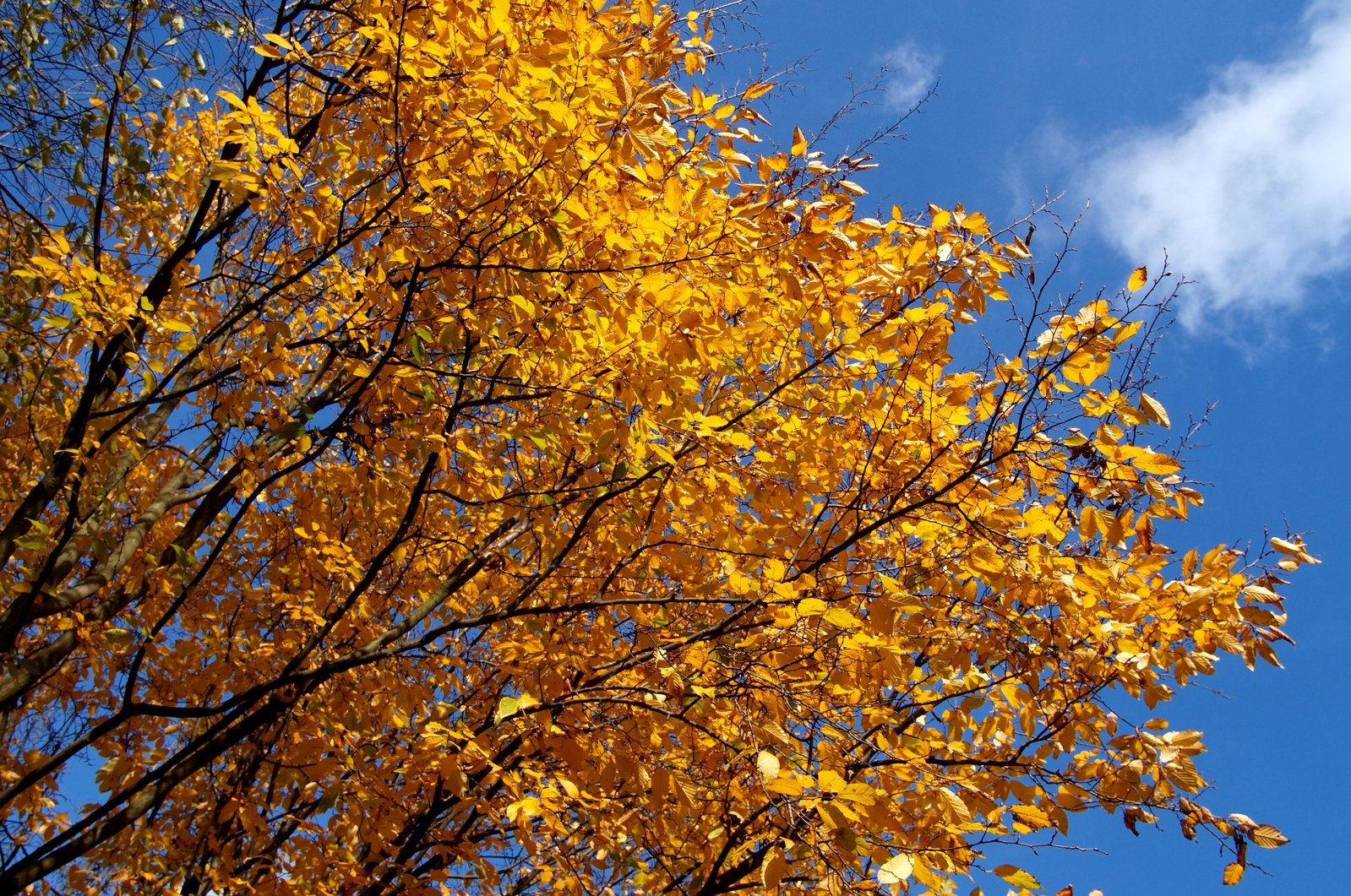 the leaves of a tree are yellow and green