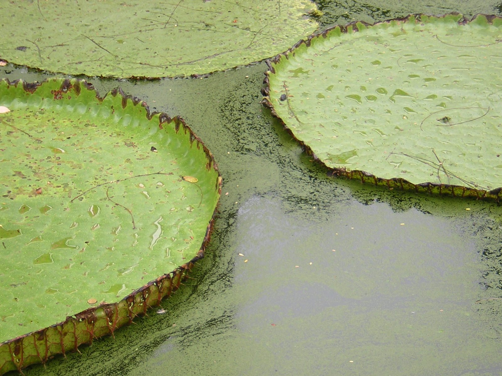 lily pads are shown in this pograph, as well as a birdbath