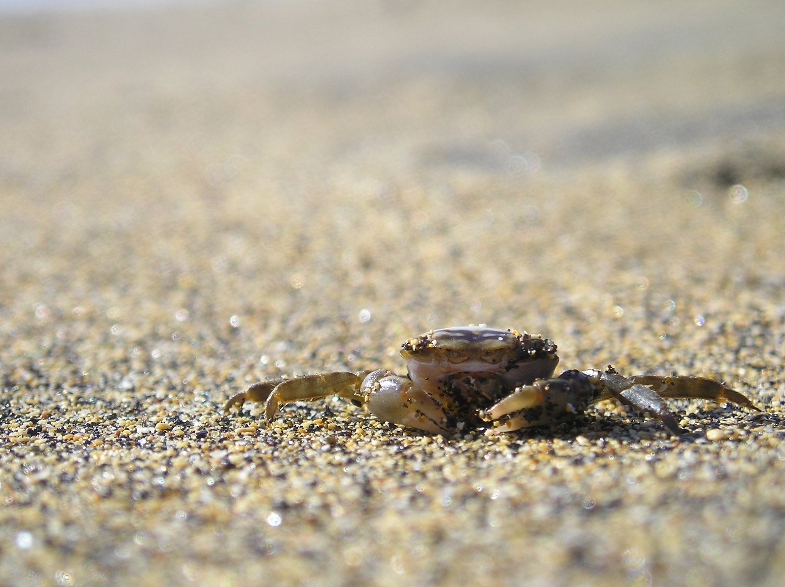 a crab is crawling in the sand while someone looks on