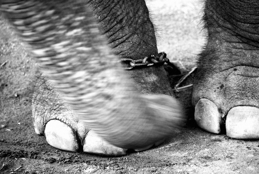 the foot of an elephant with one foot up