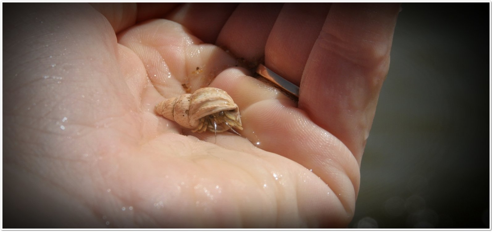 a man's hand holding a snail on his palm