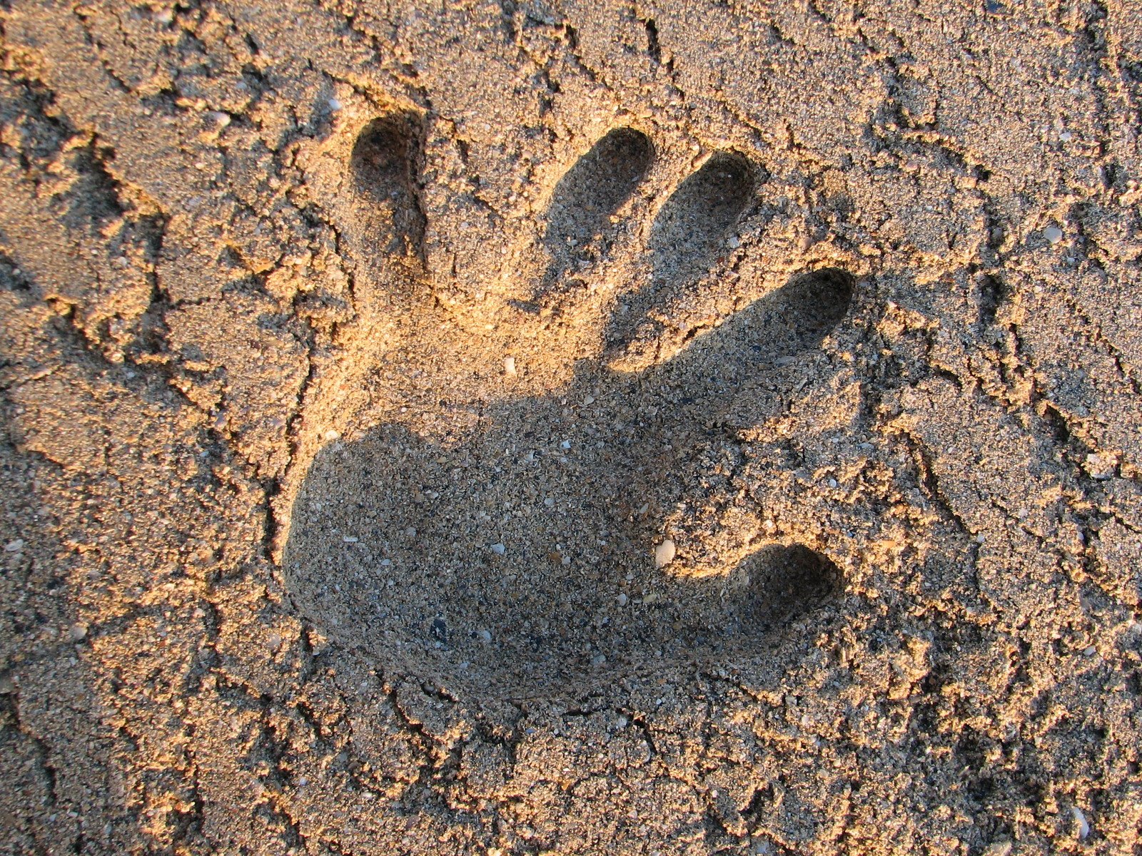a dog's shadow in the sand with its paw imprint