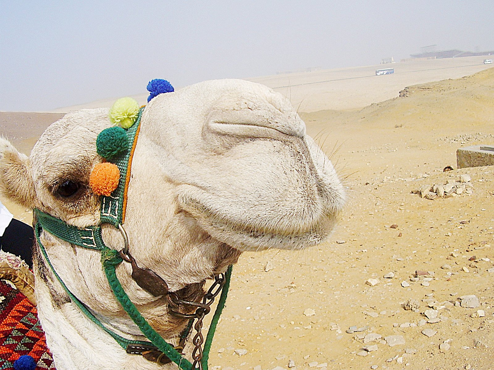 a camel with a colorful hat is standing in the desert