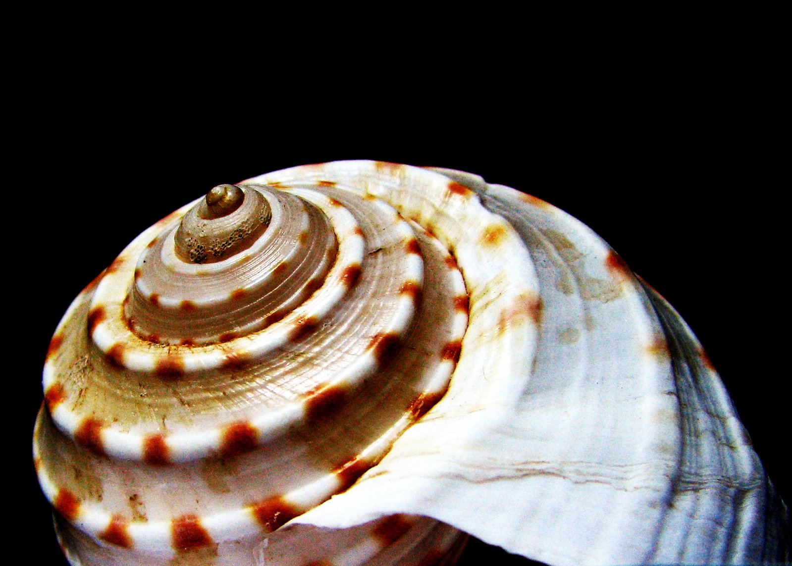 a shell with a brown stripe in the middle