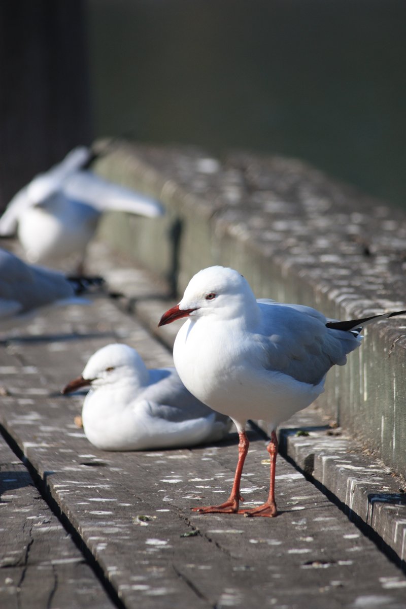 three seagulls sit on a wooden planks near the water