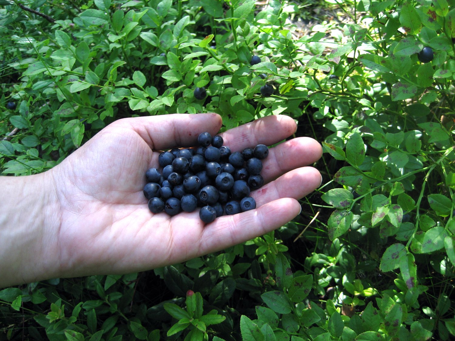 man holding blueberries in a hand over bushes