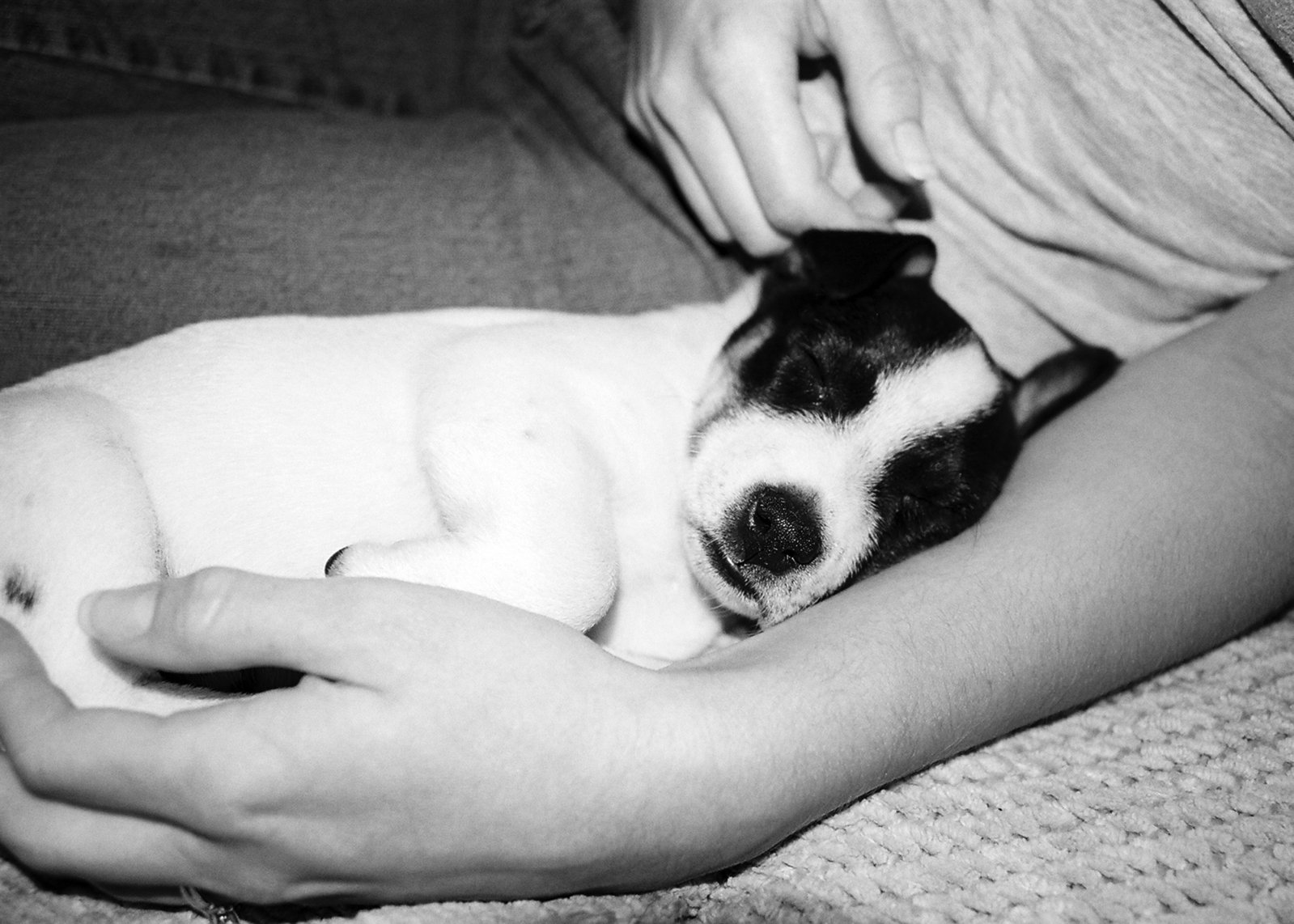 a small dog sleeping in a woman's arms