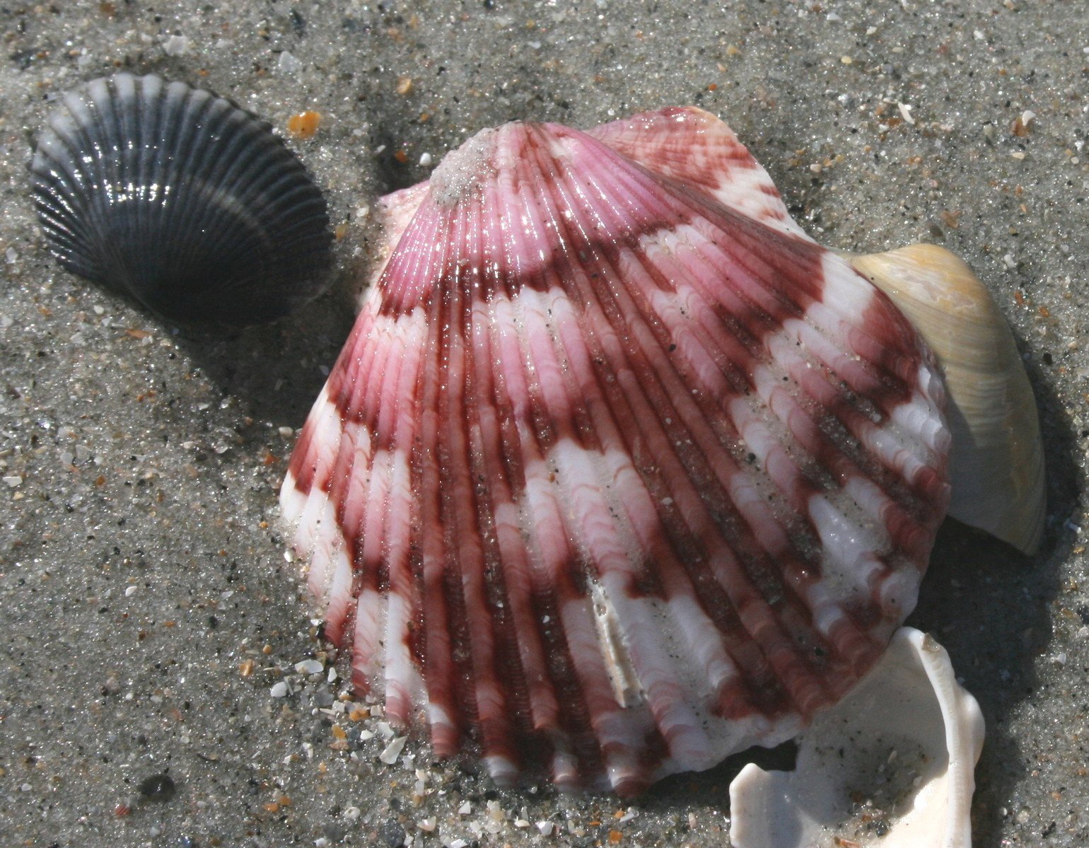 two large shells of different sizes and colors, sit on the sand near other shells