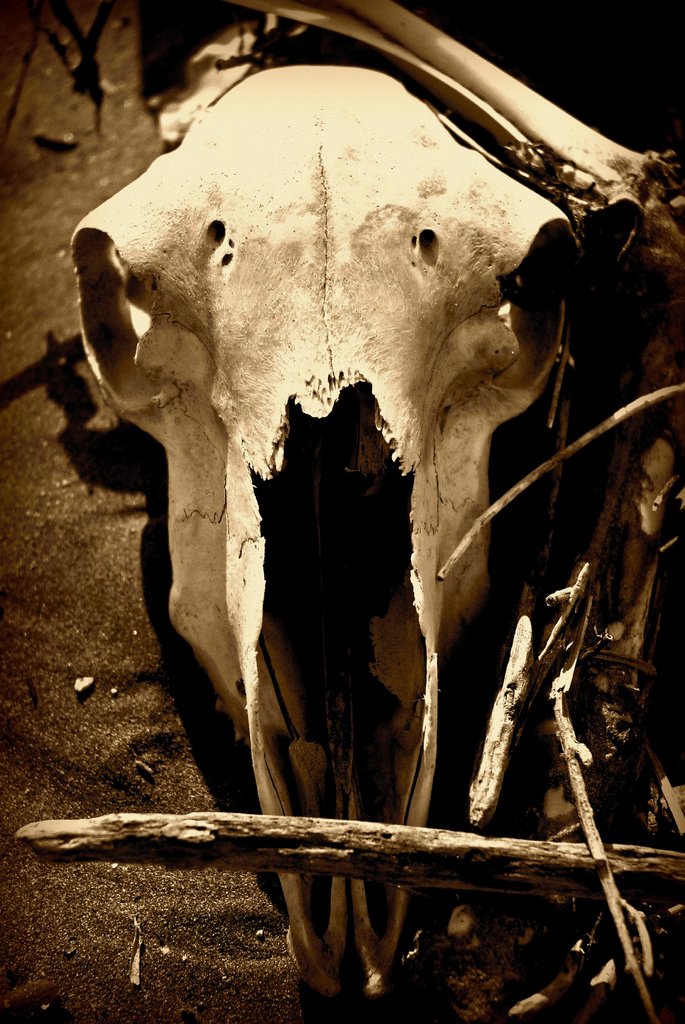 there is a animal skull sitting in the ground
