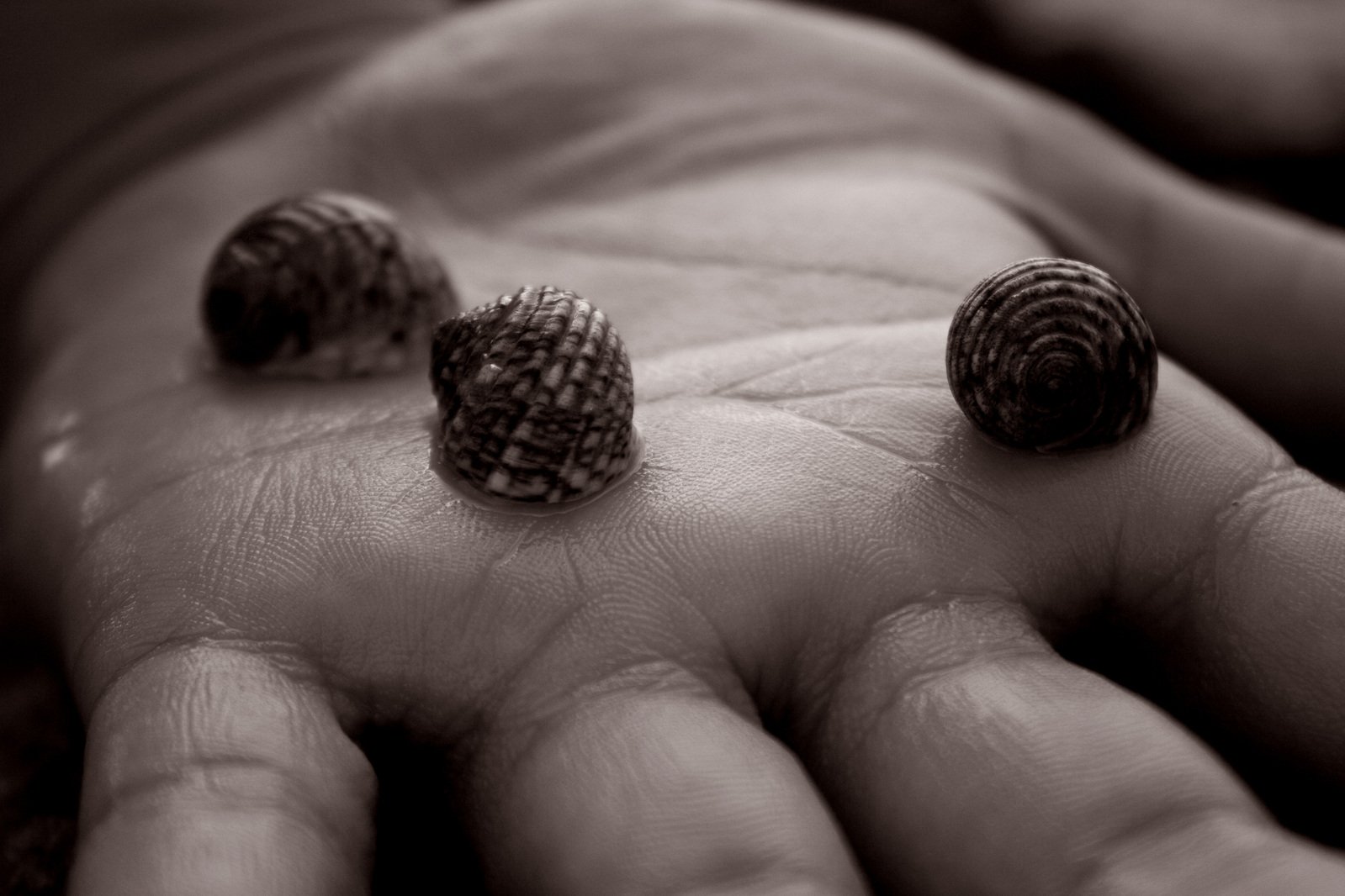 two small snail's being held up in a person's hand