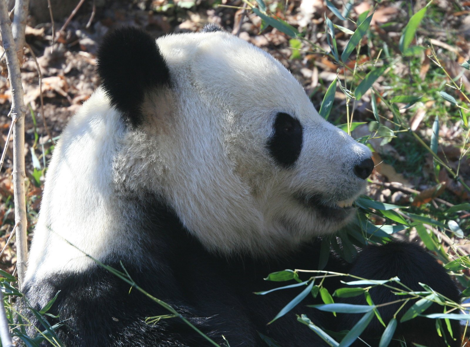 the panda is laying down on some leaves