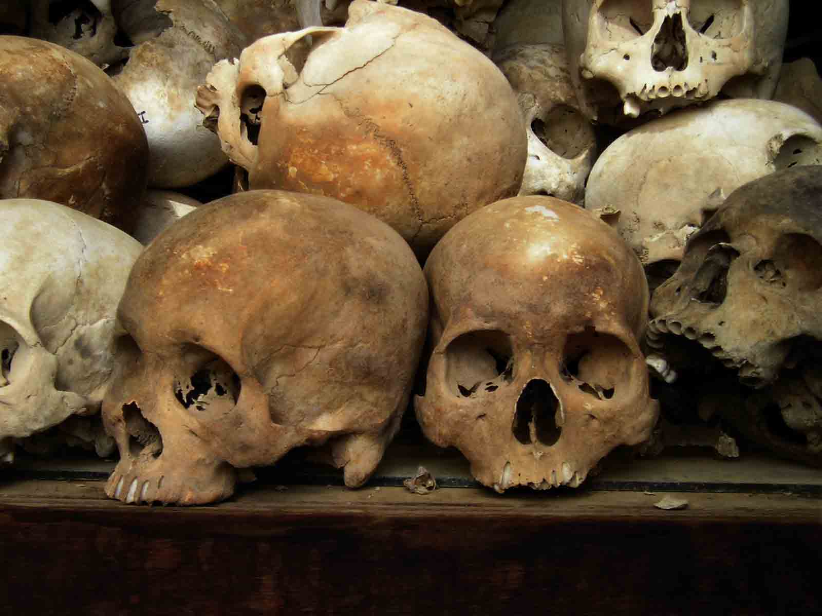 a pile of human skulls in different shapes and sizes