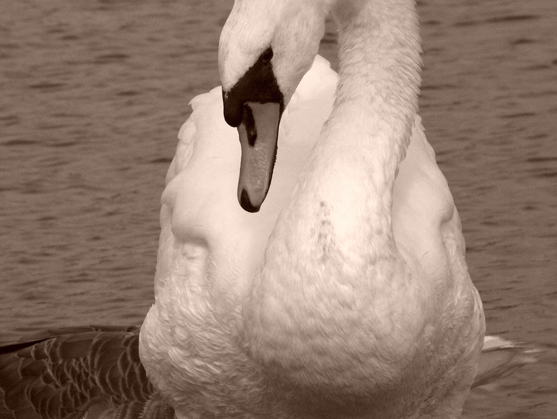 an adult swan is looking around in the water