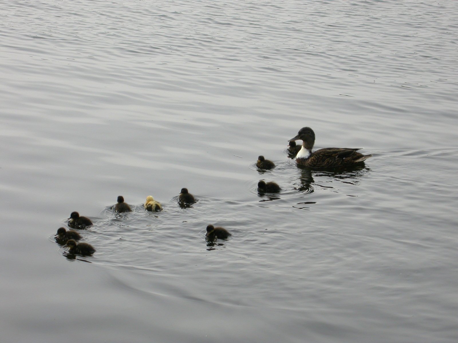 a mother duck with her ducklings swimming in the water