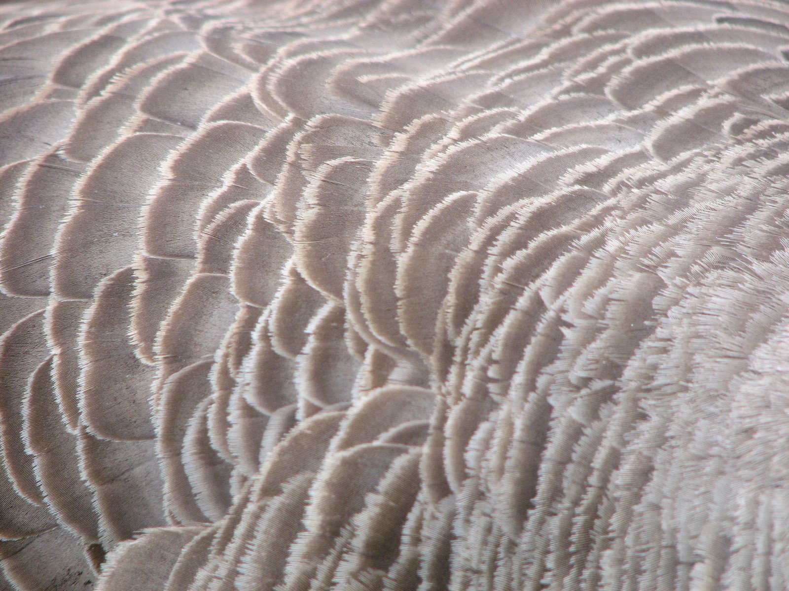 the texture of the feathers shows that the feathers look like they are really large