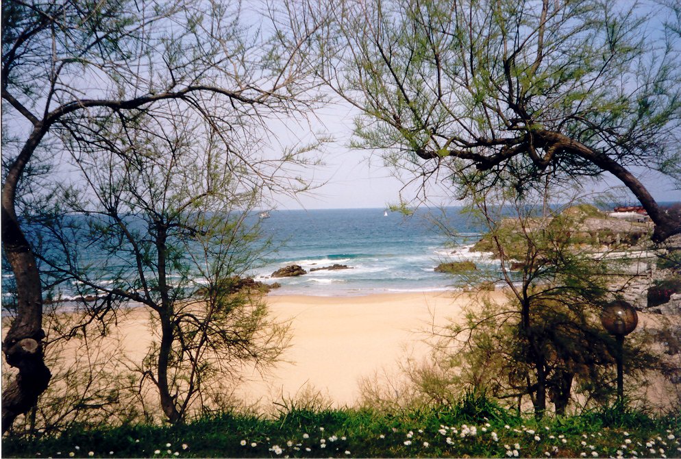 some trees a beach and the water