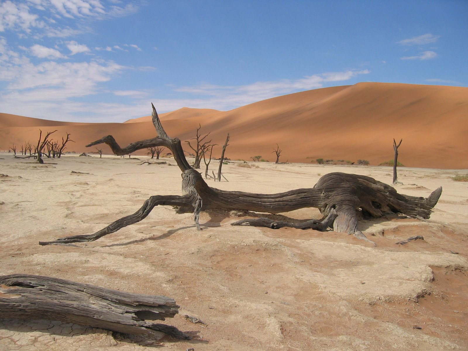 a dead tree is standing in the desert