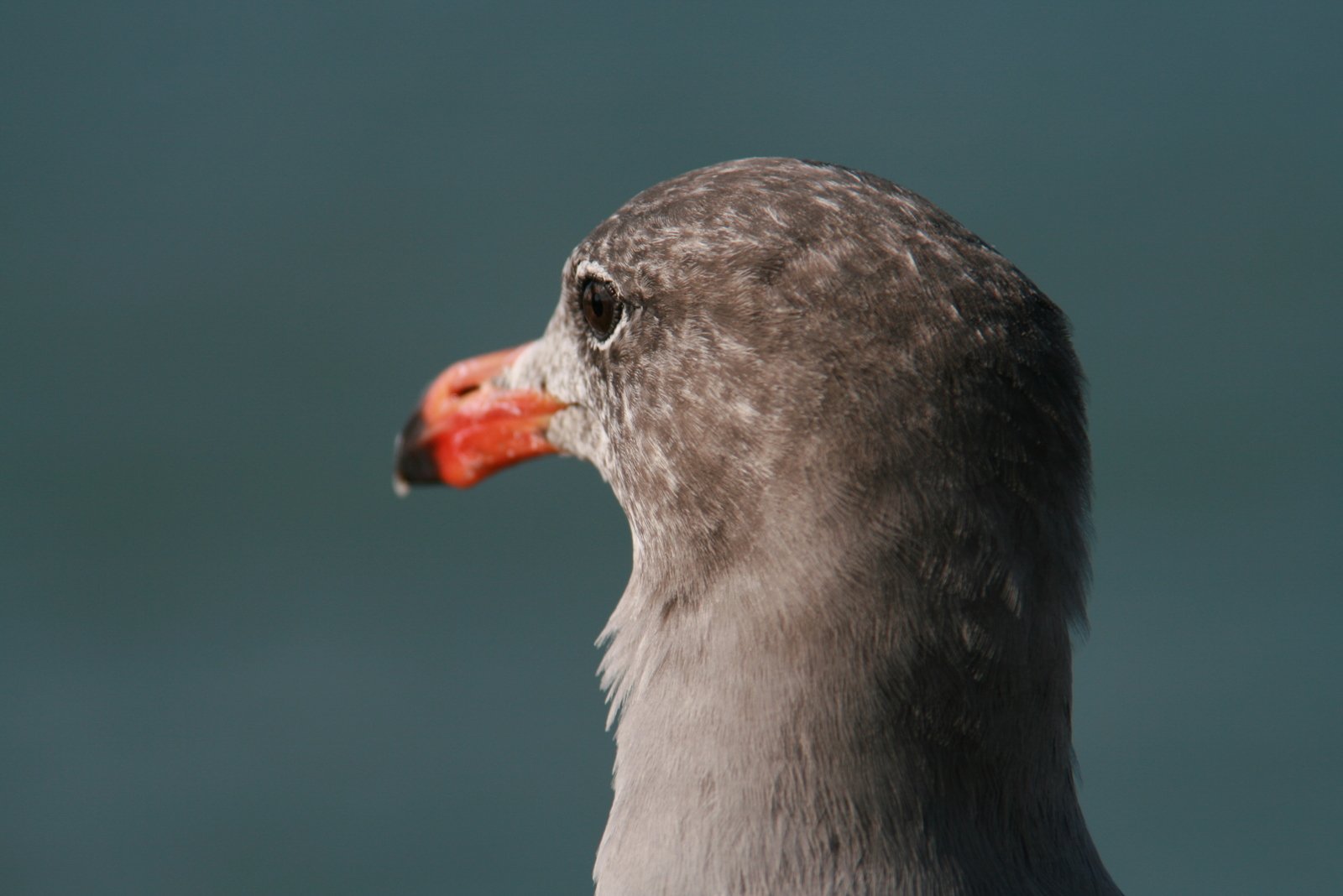 a close up of the face and head of a goose