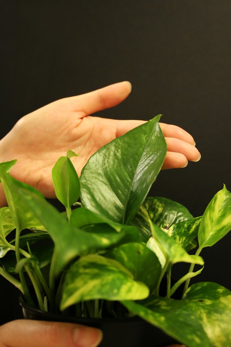 a green plant in a persons hands as if they are protecting it from rain