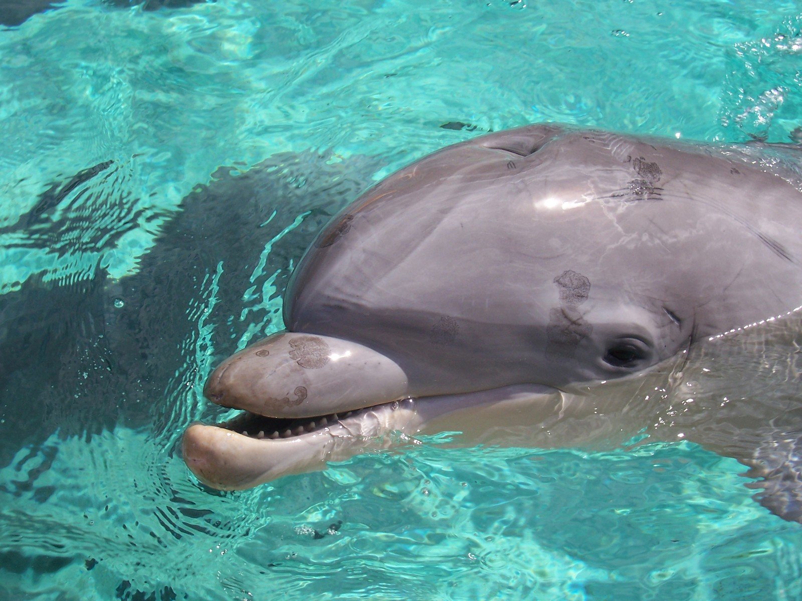 a close up of a dolphin swimming in some water