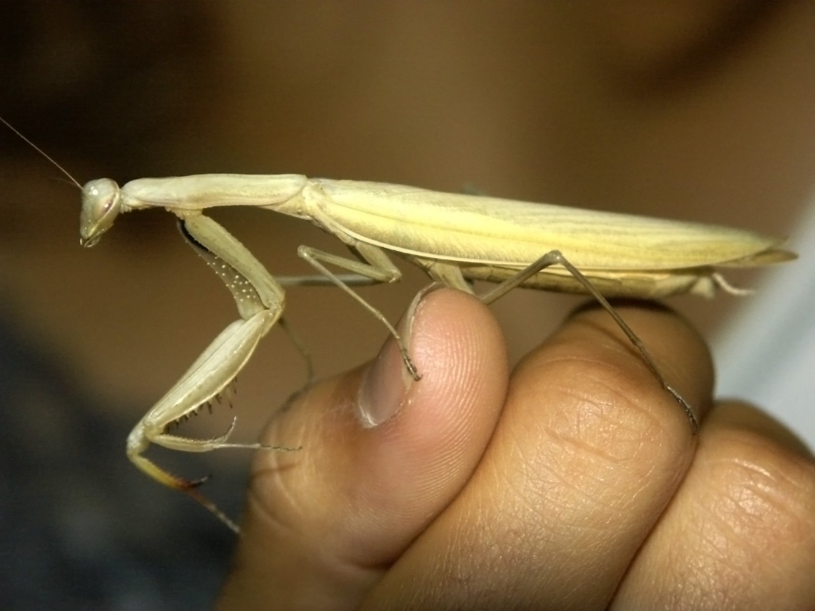 an adult praying mantise insect sits on someone's finger
