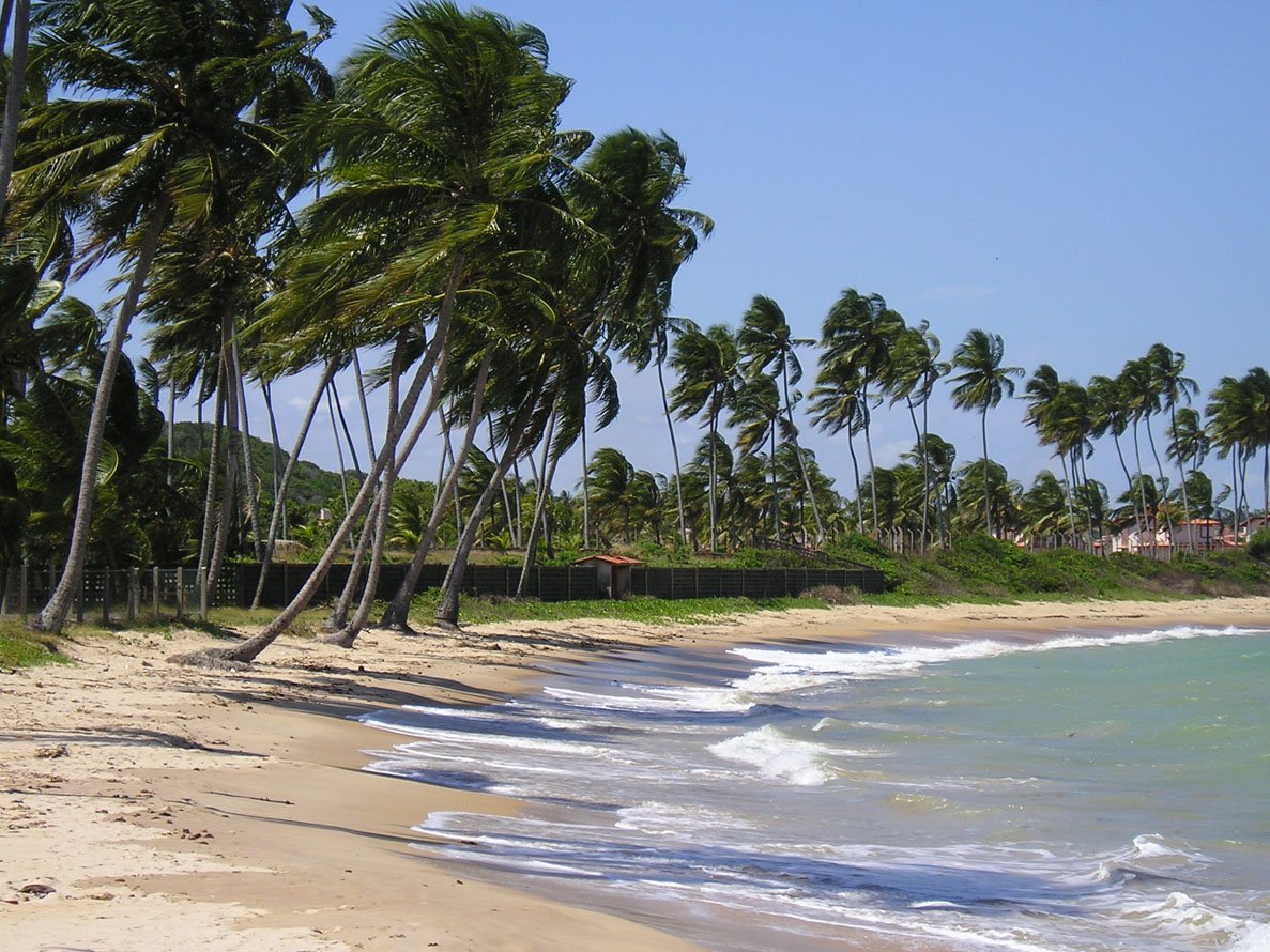 the beach is full of palm trees and water