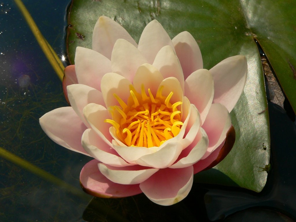 the pink flower is blooming in the water